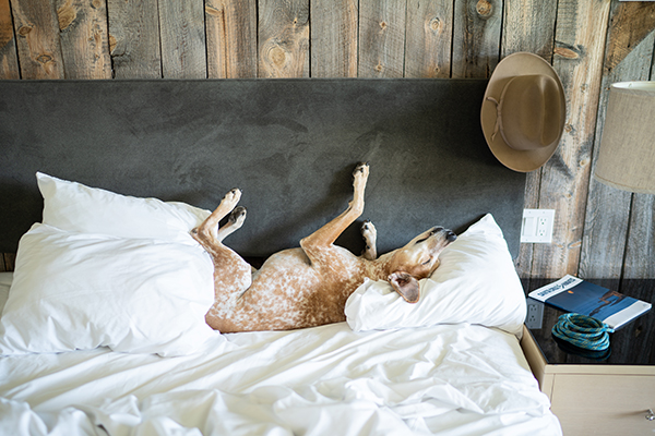 Influencer Theron Humphrey's dog Maddie enjoys the pillows at a dog-friendly hotel