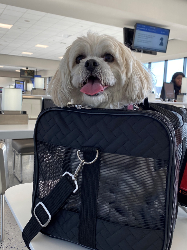 Feebe the dog in her suitcase ready for the trip.